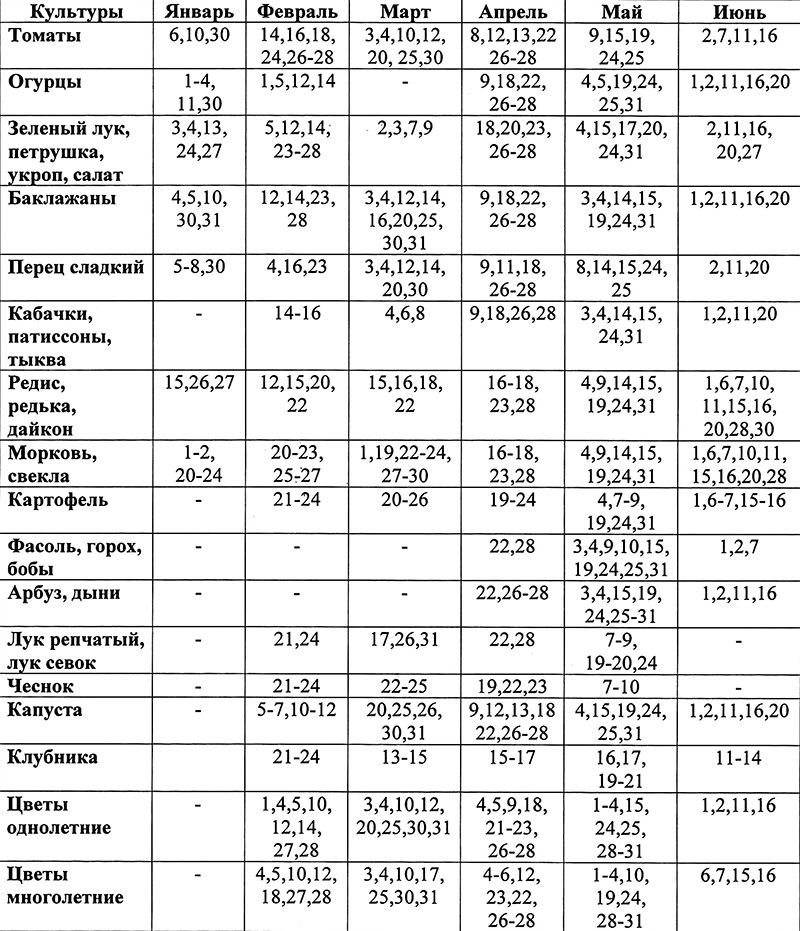 Сроки выкапывания озимого чеснока на хранение в 2023 году