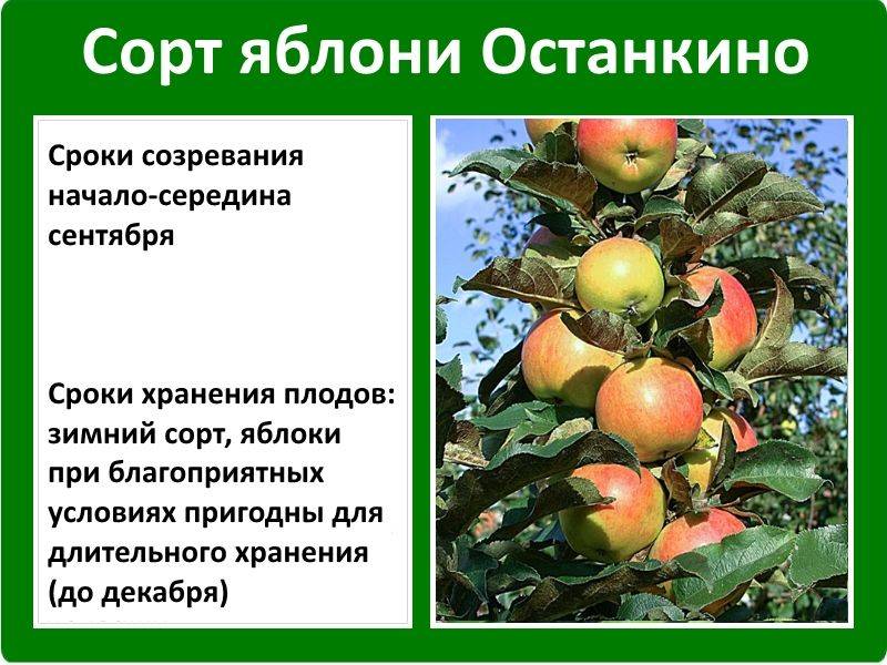 Яблоки семеренко: описание сорта с фото