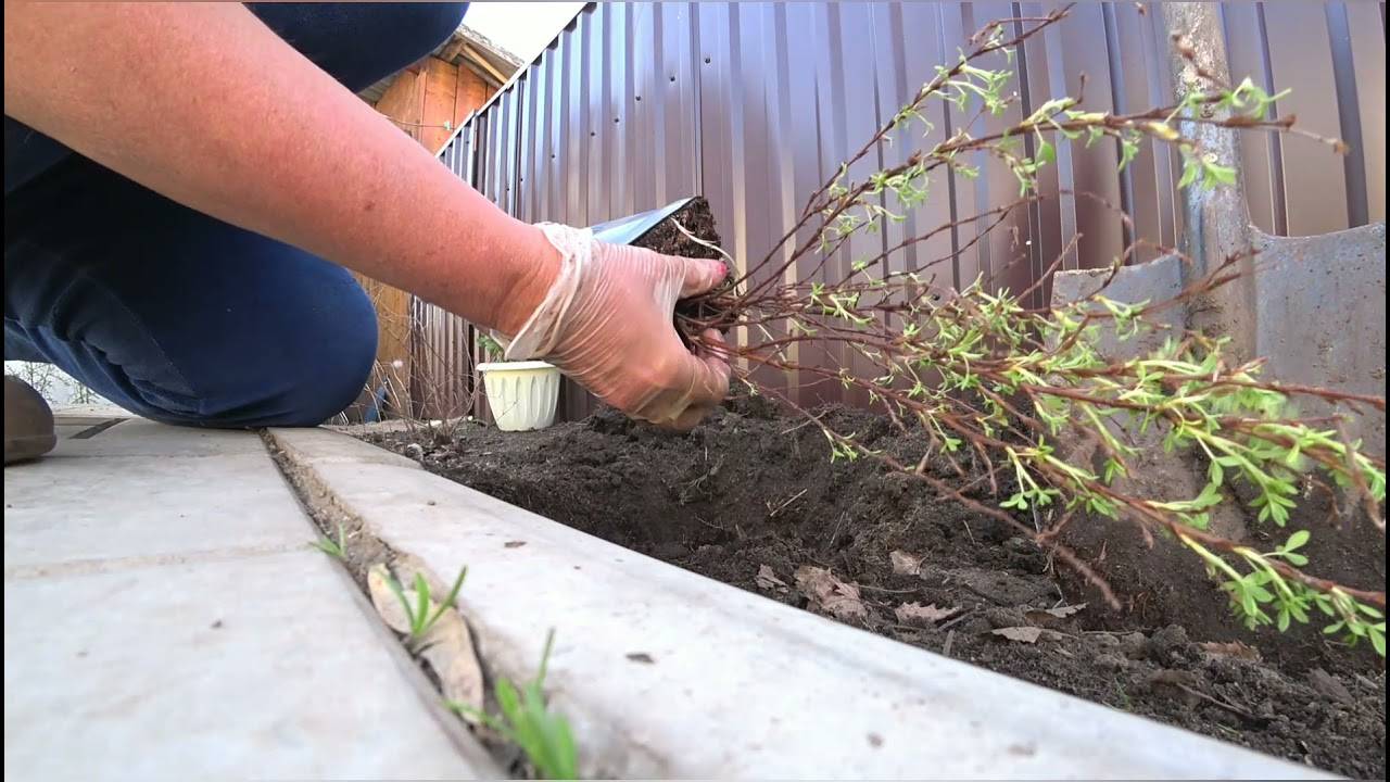 Лапчатка (курильский чай): описание, фото, выращивание и уход
