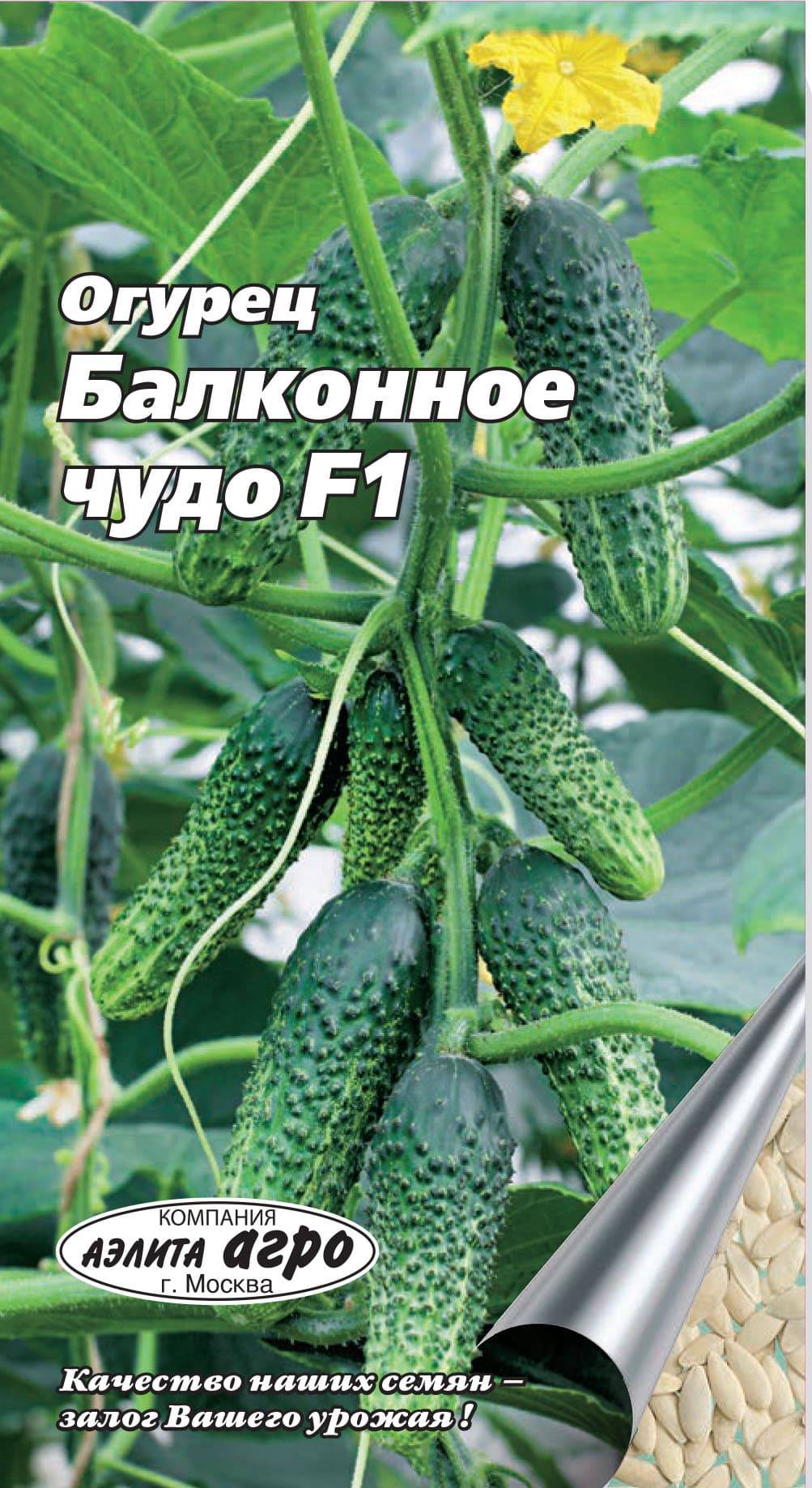 Фото, видео, описание, посадка, характеристика, урожайность, отзывы о гибриде огурцов «балконный f1».