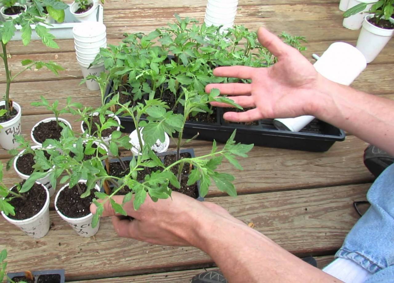 Закаливание семян томатов перед посадкой – в холодильнике, снегу, достоинства и недостатки метода, отзывы