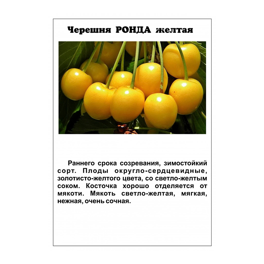 Описание черешни сорта Дрогана желтая, посадка и уход