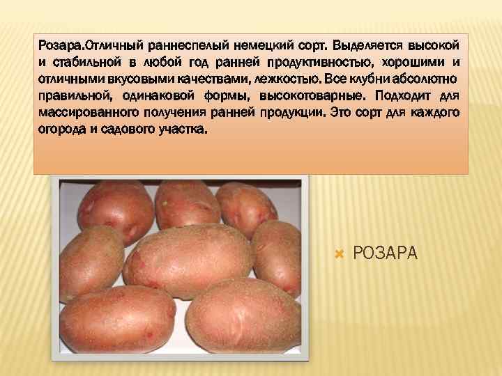 10 самых популярных сортов картофеля. описание и фото — ботаничка