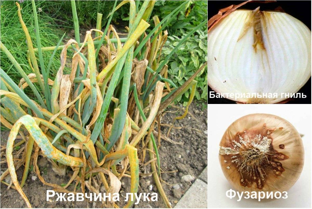 Болезни лука и их лечение