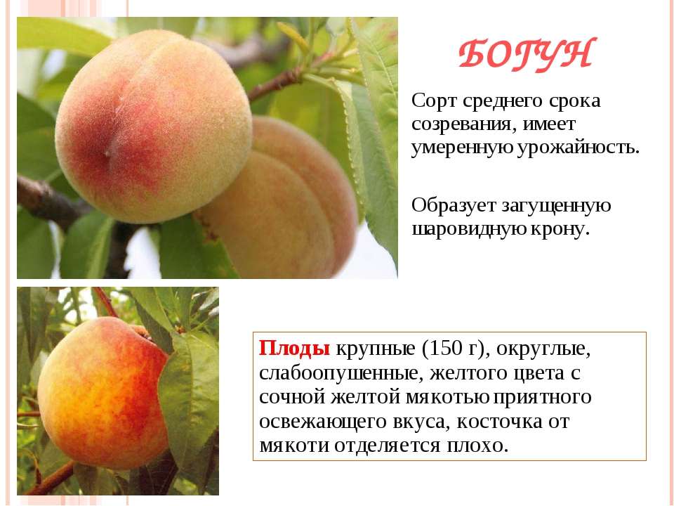 Колоновидные персики: лучшие сорта с фото и описанием
