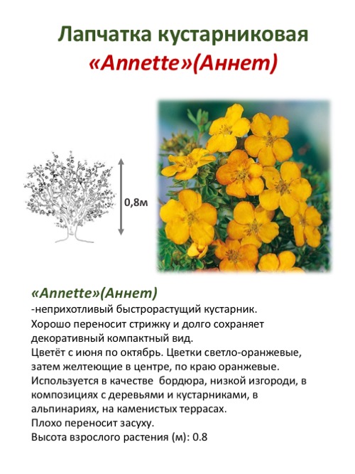 Лапчатка кустарниковая уход и выращивание, сорта, фото, обрезка