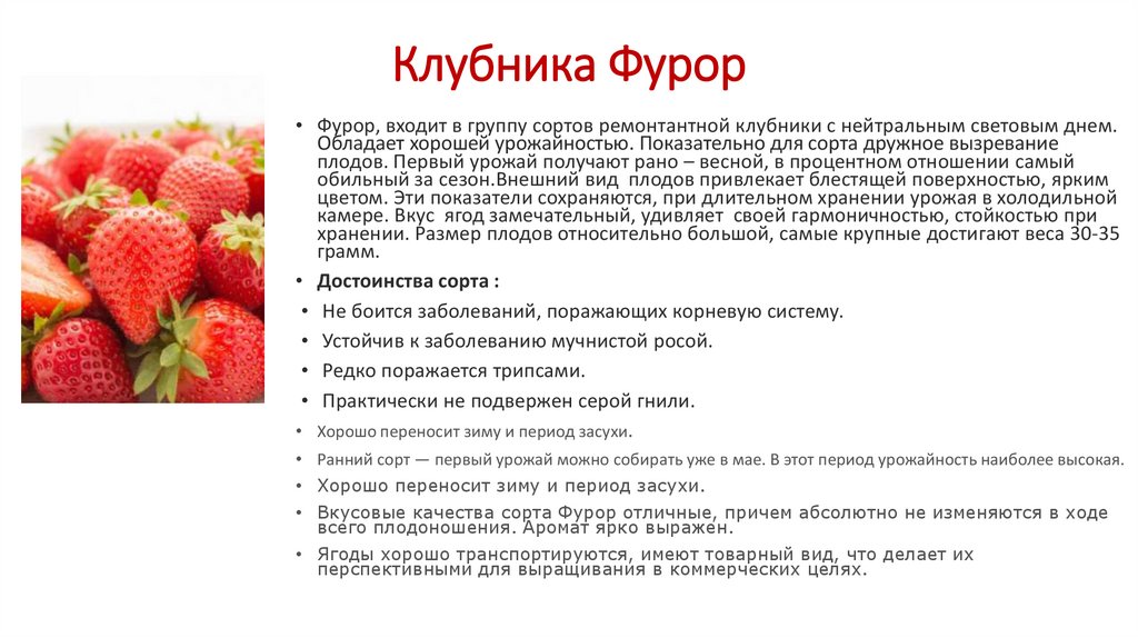 Клубника кардинал: описание сорта и характеристики, посадка и уход с фото
