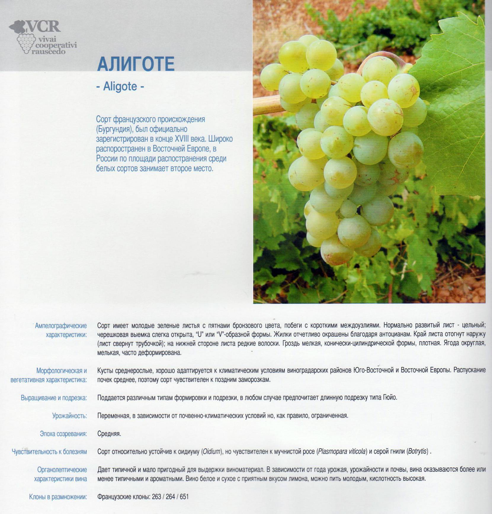 Сорт винограда санджовезе | wine expertise