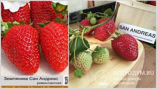 Клубника сан андреас - описание сорта, фото, отзывы