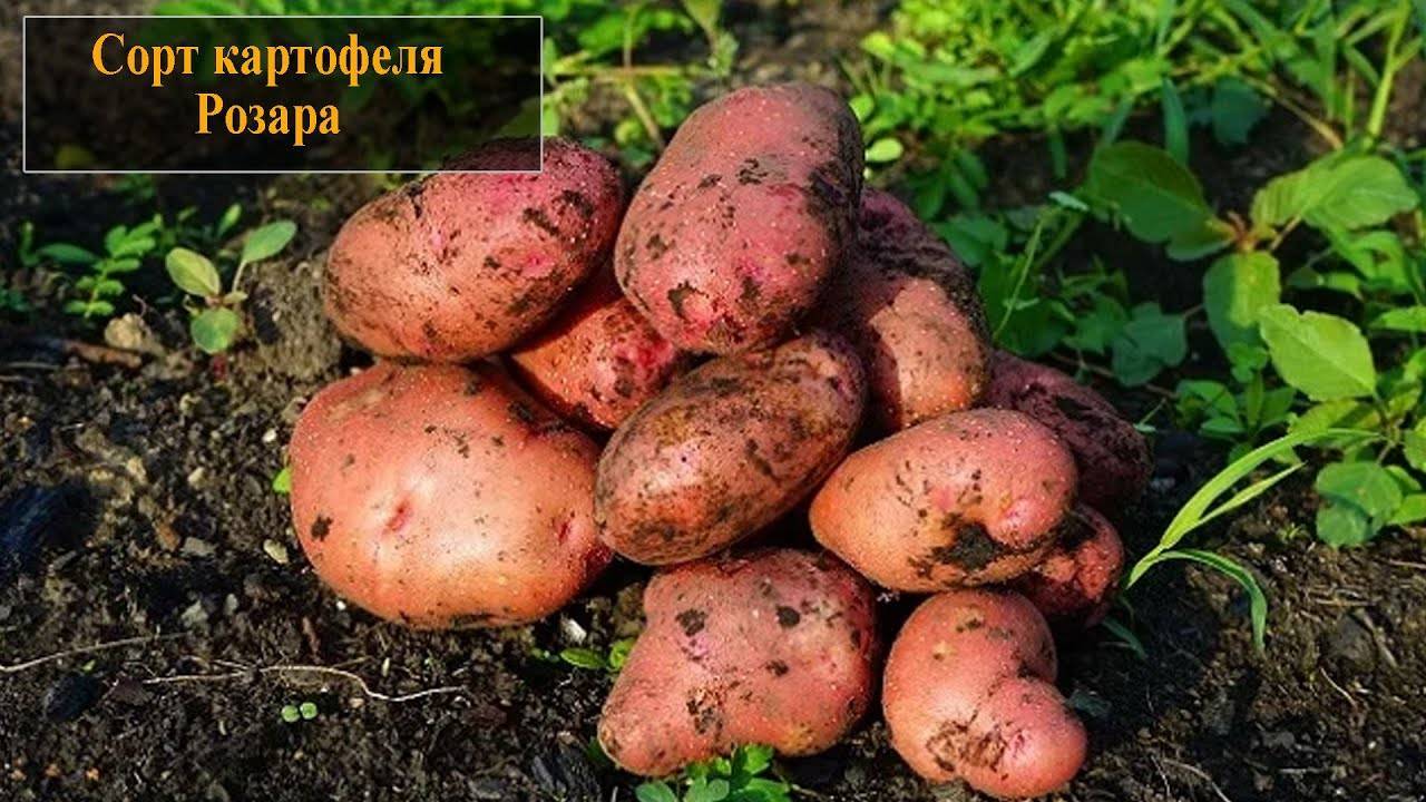 Картофель розара: описание и характеристики сорта, выращивание и уход, отзывы с фото