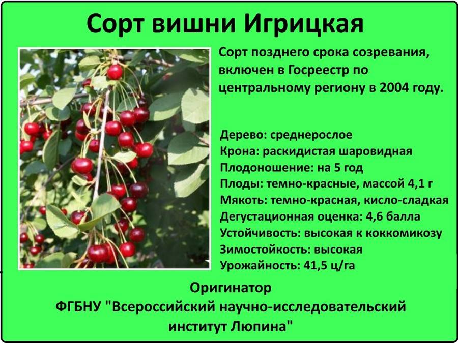 Чудо-вишня: описание сорта, достоинства и недостатки, критерии выбора саженца, правила посадки и ухода, особенности обрезки, отзывы и рекомендации