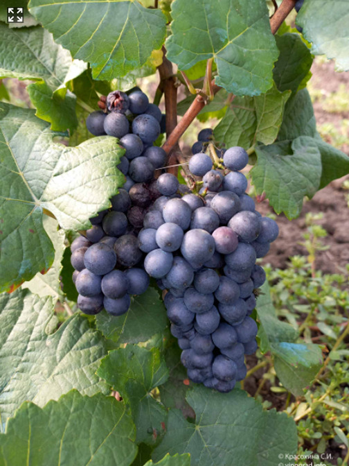 Виноград пино нуар: описание сорта, отзывы, фото
