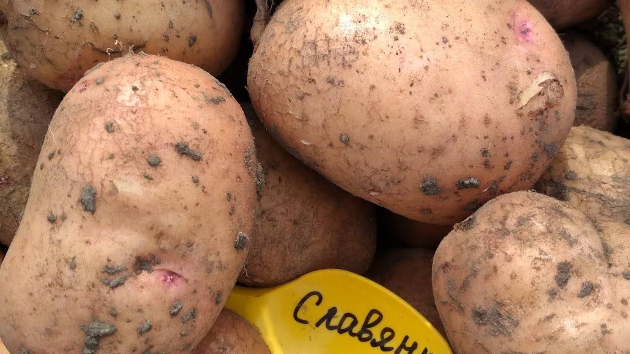 Сорт картофеля «славянка»: описание, качества, выращивание и уход: характеристики, свойства, методы