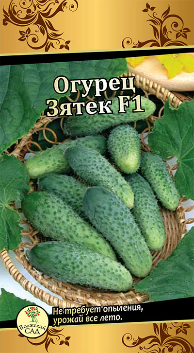 Огурцы сорта зятек и теща: фото, описание и отзывы дачников