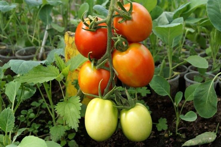 Обзор самых фитофтороустойчивых сортов томатов