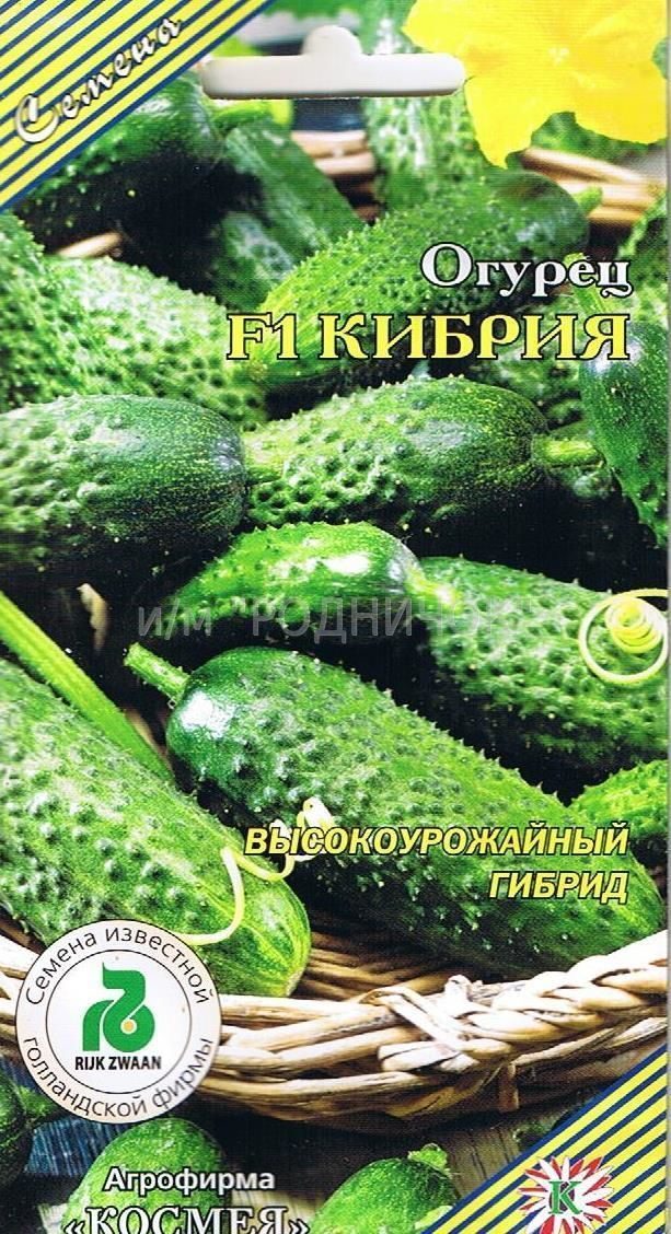 Голландский гибридный сорт огурцов кибрия