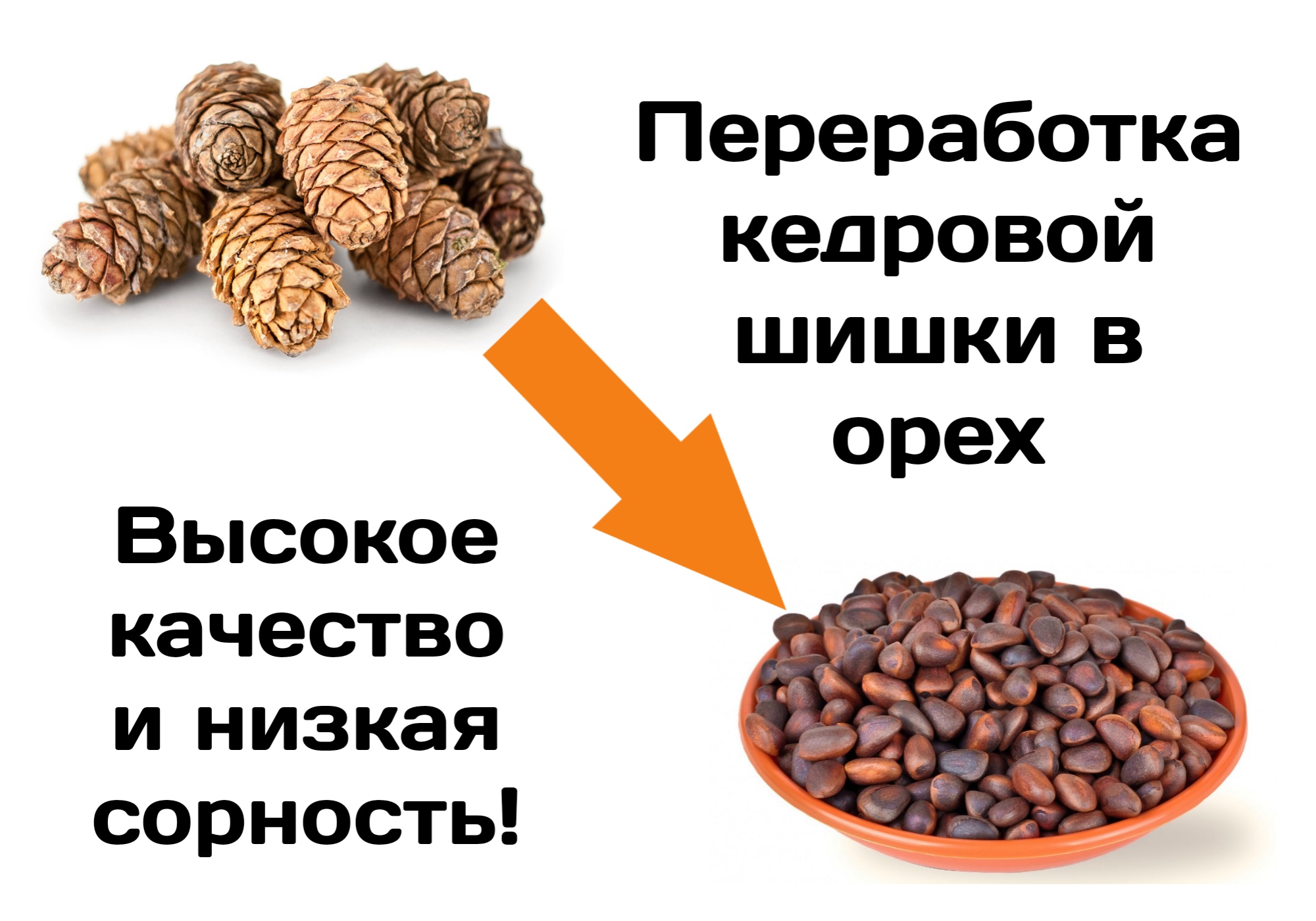 Как прорастить и посадить кедр из орешка в домашних условиях?