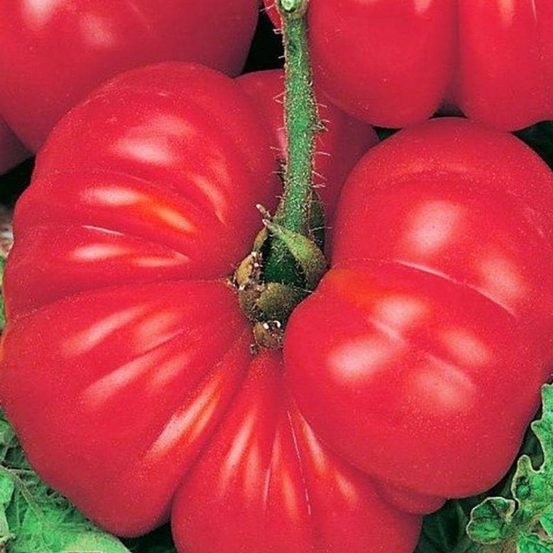 ᐉ томат "розмарин фунтовый": описание и характеристики плодов-помидоров, рекомендации по выращиванию и фото-материалы - orensad198.ru
