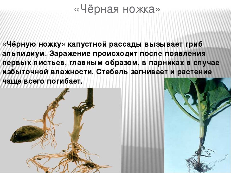 Ножка черная капусты | справочник пестициды.ru