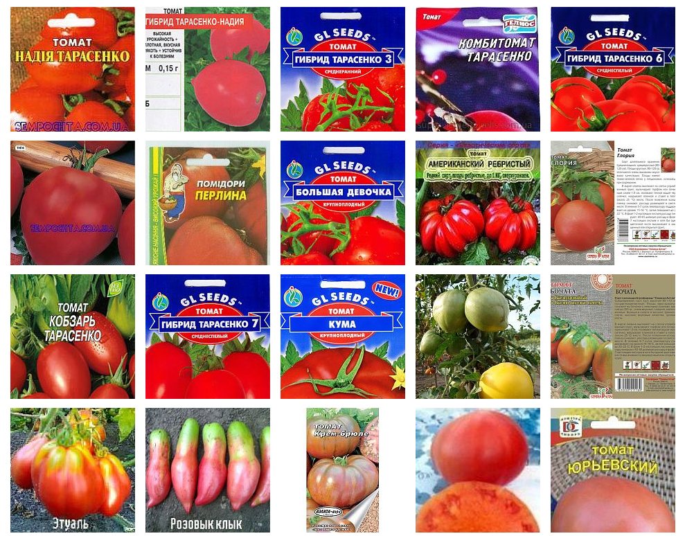 Томат "юбилейный тарасенко": описание сорта, особенности выращивания, фото помидор