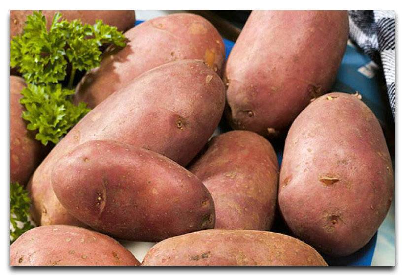 Картофель сорта любава: фото и отзывы об урожайности, описание и характеристика семенного культивара элита, вкусовые качества и сроки созревания, хранение