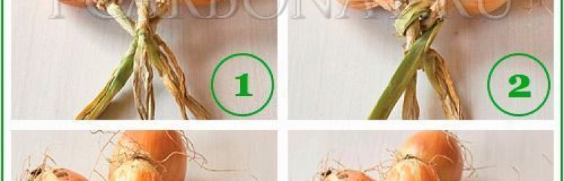 Как связать чеснок для хранения в косу: схемы плетения с фото и видео