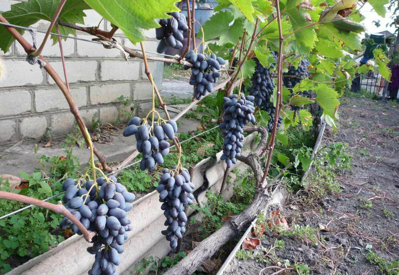 Виноград «памяти негруля»: молдавский сорт на российской земле