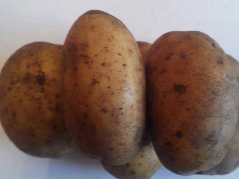 Сорт картофеля королева анна описание фото