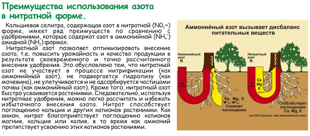 Кальциевая селитра фото удобрения