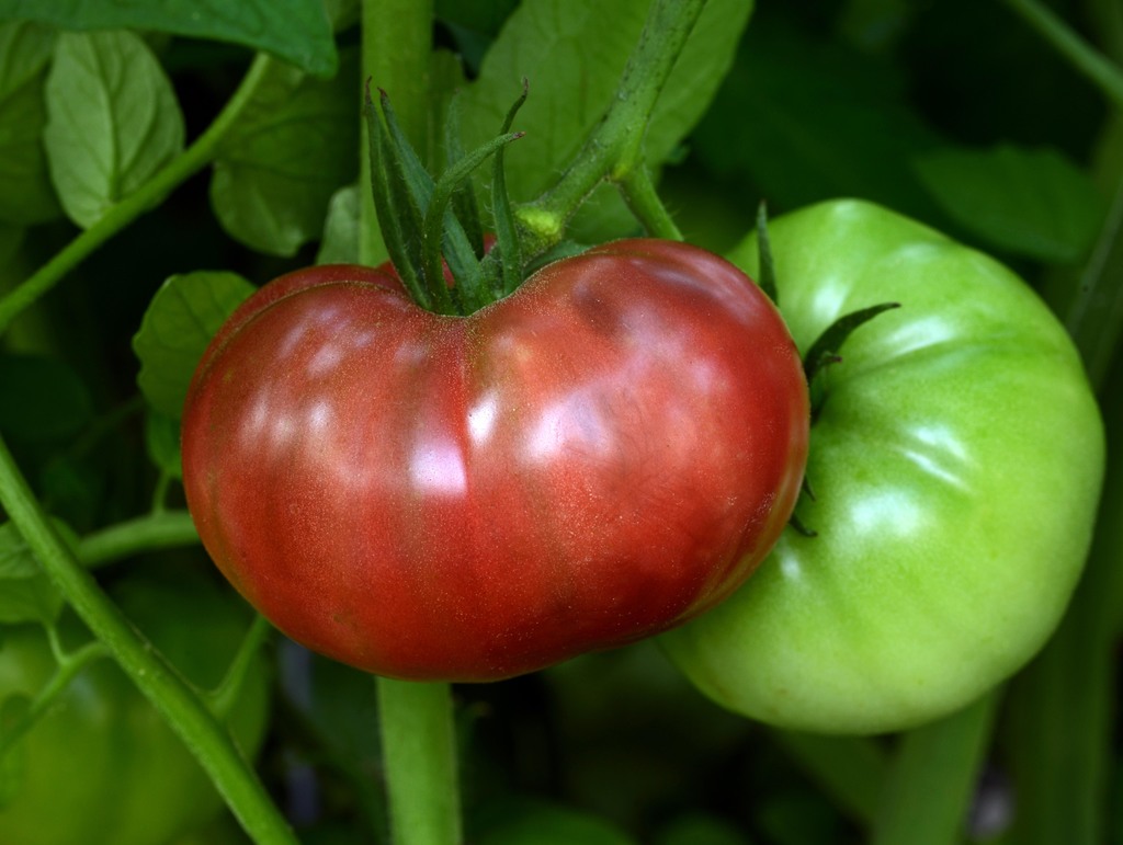 Описание сорта томата черномор, его выращивание и урожайность – дачные дела