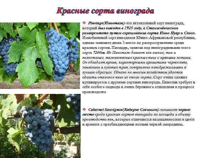 Сорт винограда галахад — описание уход посадка