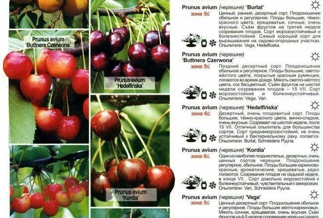 Черешня сорта юлия - описание, преимущества, особенности посадки и отзывы об урожайности