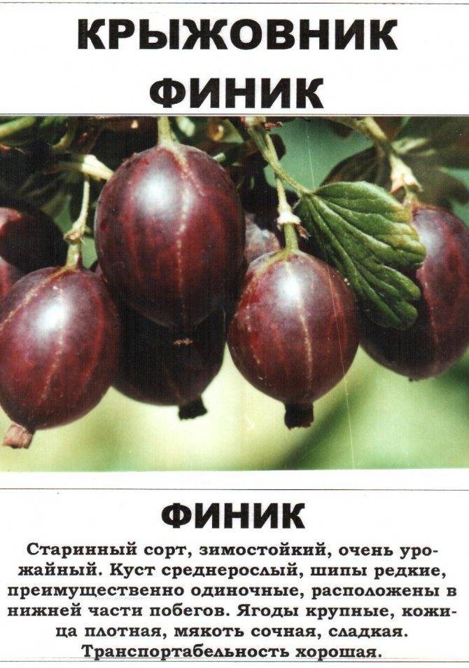 Описание 34 лучших сортов крыжовника для Сибири и Урала, агротехника выращивания
