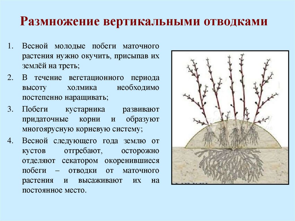 Как размножить крыжовник летом (весной, осенью): зелеными черенками, отводками, способы размножения