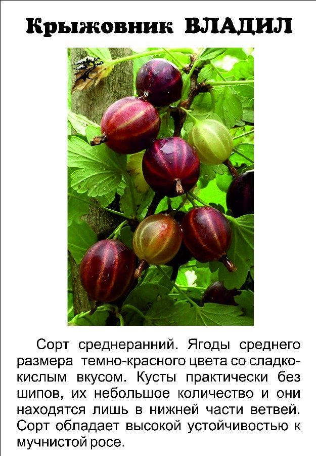 Крыжовник черномор: описание сорта и особенности выращивания