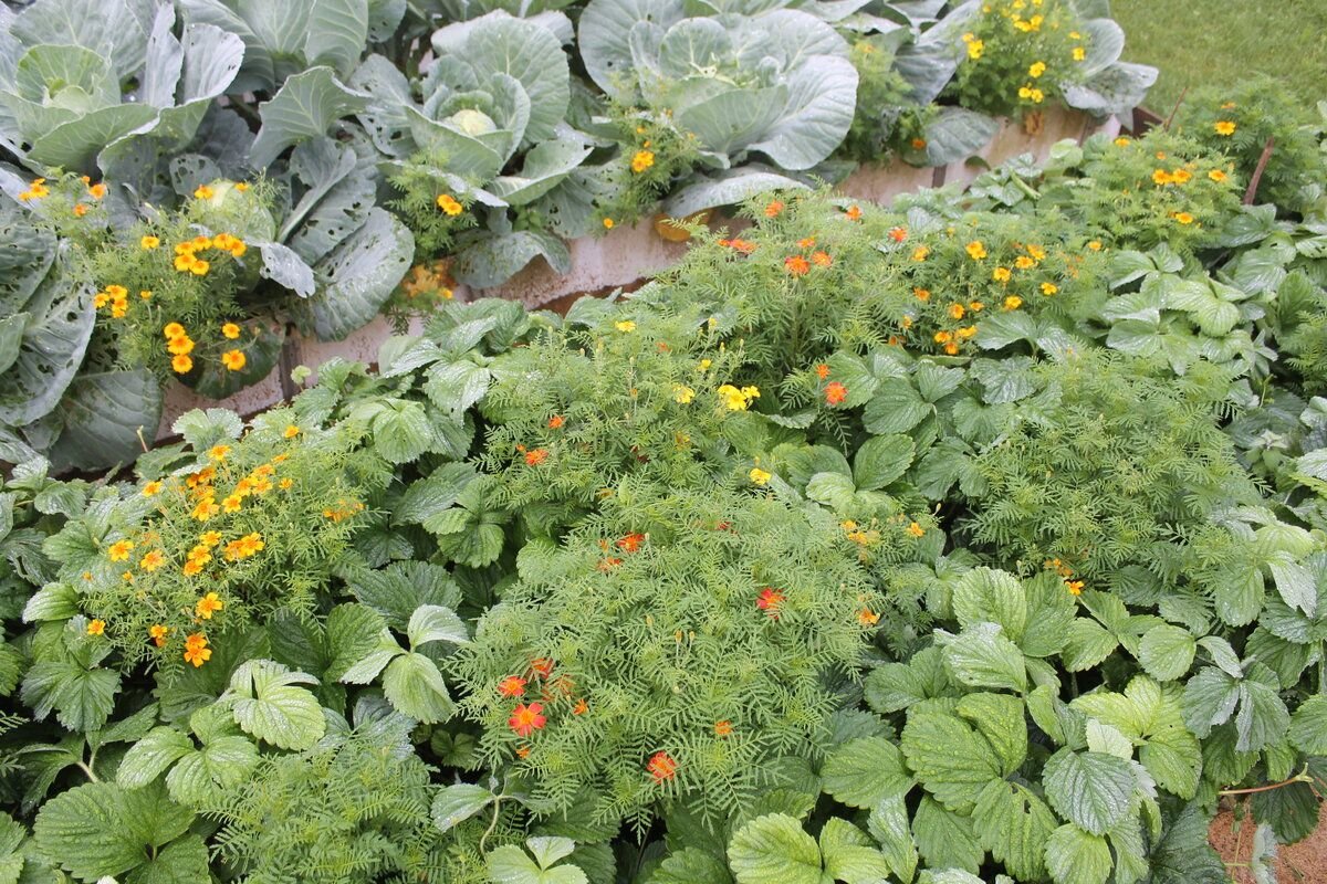 Сидераты для клубники: описание, какие лучше посадить, ошибки садоводов