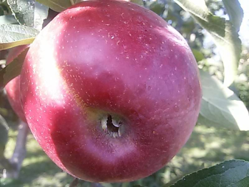 Яблоня «анис алый» – описание и фото