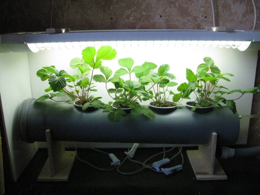Как вырастить клубнику при помощи гидропоники в домашних условиях