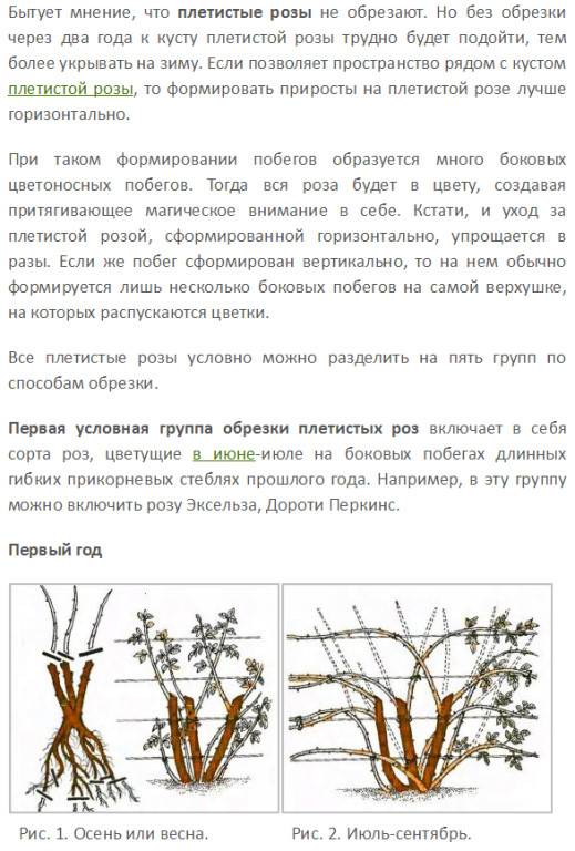 Как ухаживать за плетистыми