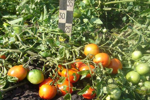 Формирование томатов от супердетерминантных до индетерминантных — floraprice.ru