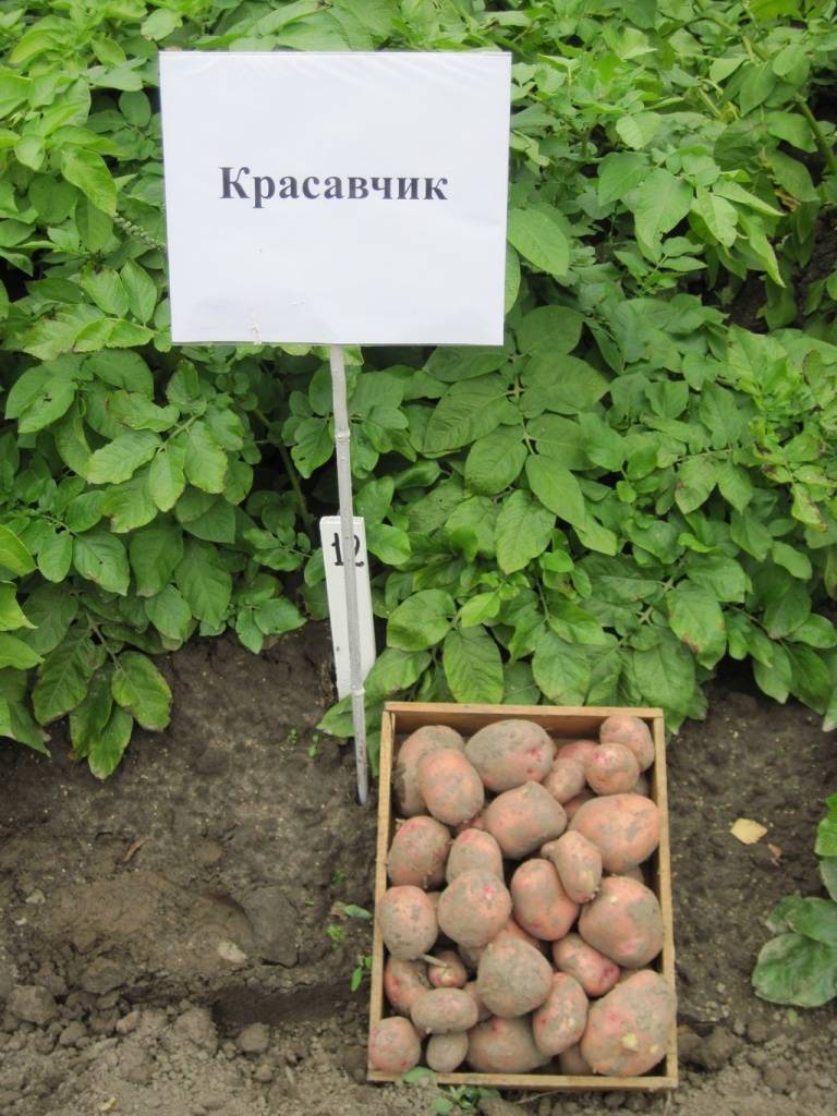 Картофель зекура: характеристика, отзывы, вкусовые качества, выращивание, уход