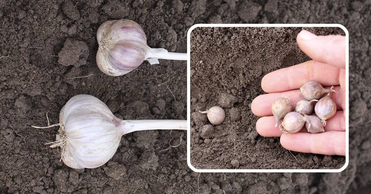 Выращивание чеснока из бульбочек: описание и плюсы метода