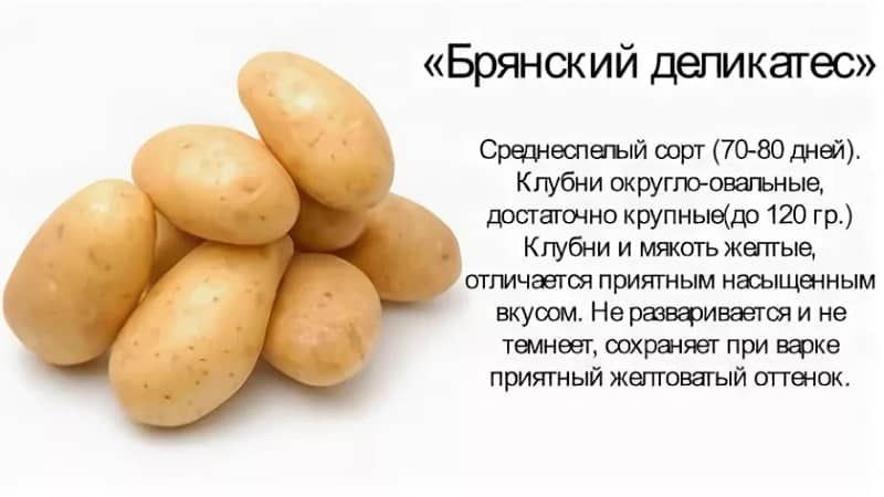 Стоит ли выбирать для выращивания сорта картофеля из белоруссии и какие из них самые лучшие?
