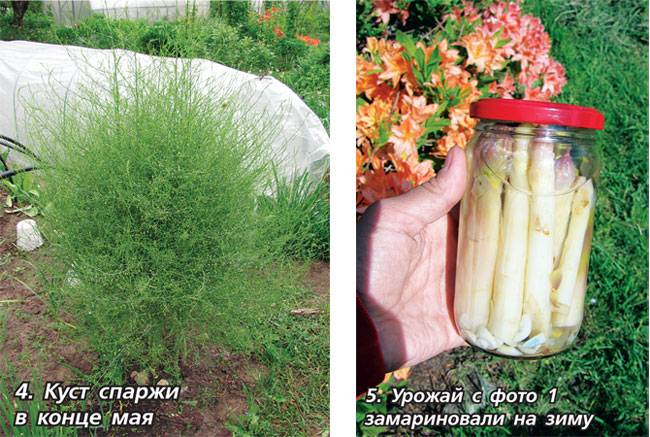 Спаржа: выращивание и уход в открытом грунте на огороде, посадка семенами и рассадой, где разместить на даче, как размножить и можно ли развести домашних условиях?