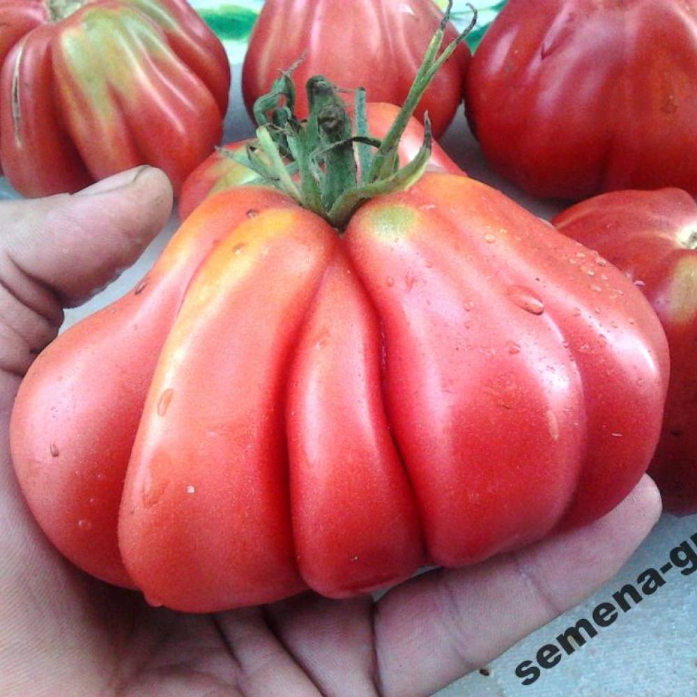 Сорт помидоров шарпей