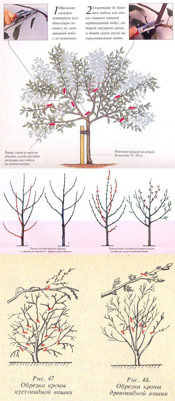 Как обрезать вишню весной схема для начинающих