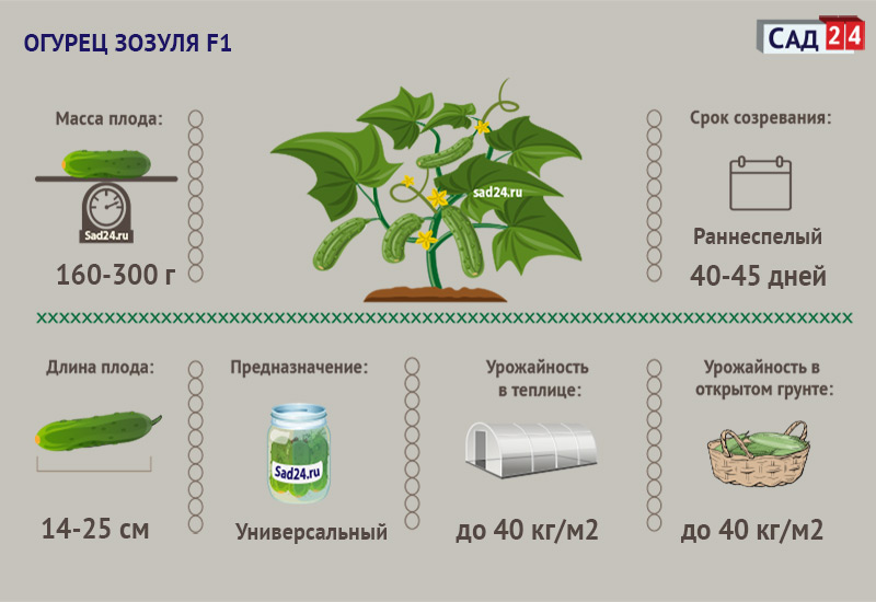 Рост огурца по дням в картинках