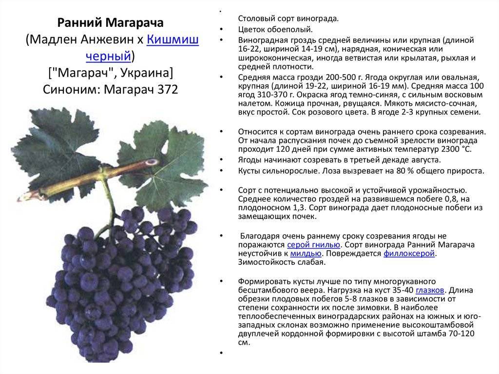 Виноград изюминка: описание сорта, фото, отзывы, характеристики и особенности выращивания