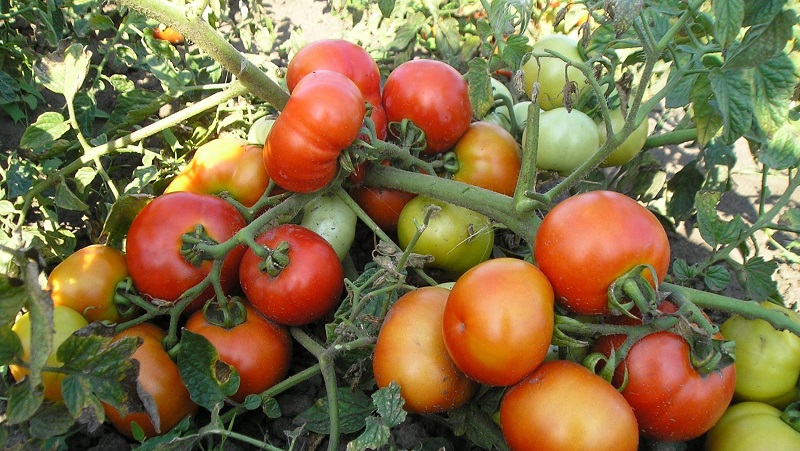 Крупноплодный томат богатырь: подробное описание сорта, агротехника, отзывы