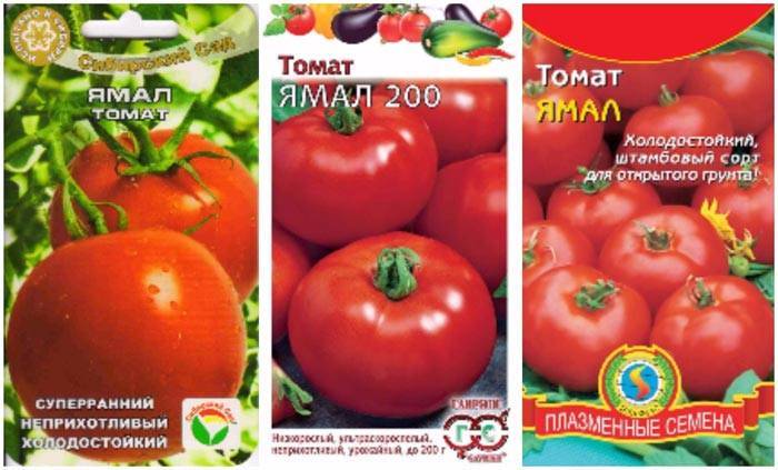 Томат ямал 19 фото характеристика, описание и урожайность сорта помидоров ямал 200, отзывы